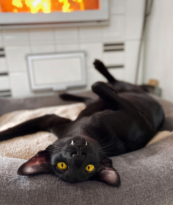 VAMPIRE CAT