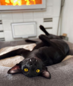 VAMPIRE CAT