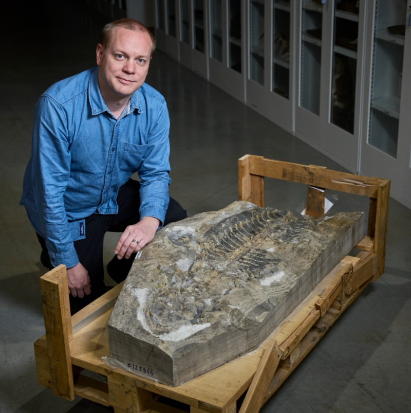 fosilă-șopârlă-antică