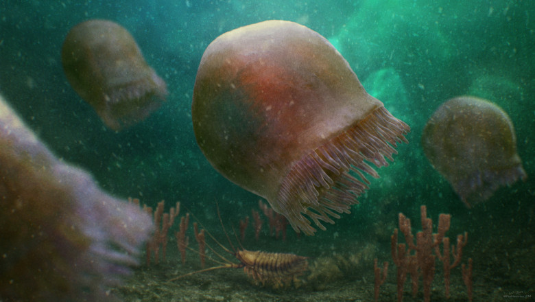 meduze în apă în perioada cambriană