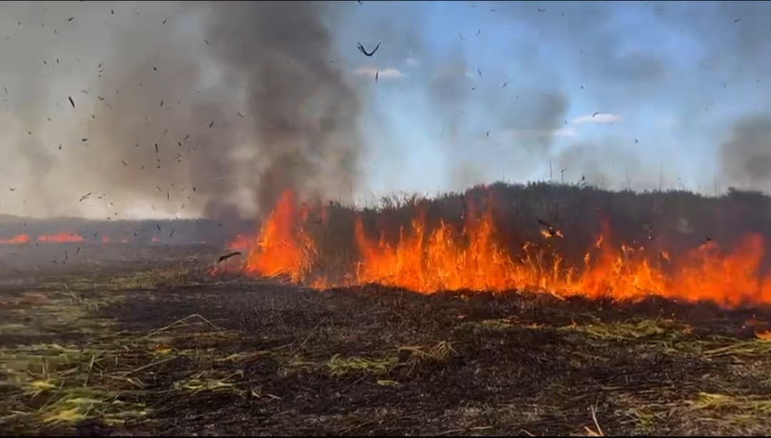 Delta Neajlovului, în flăcări. Incendiul de vegetație ar fi fost provocat de un foc lăsat nesupravegheat