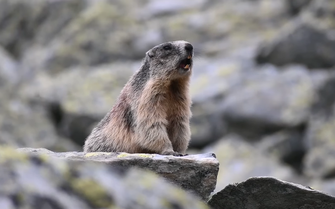 Cum comunică marmotele? Sunetul strident se aude pe o rază de peste un kilometru