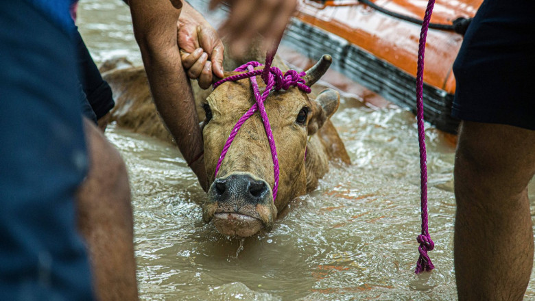 oamenii salveaza din apa, o vaca