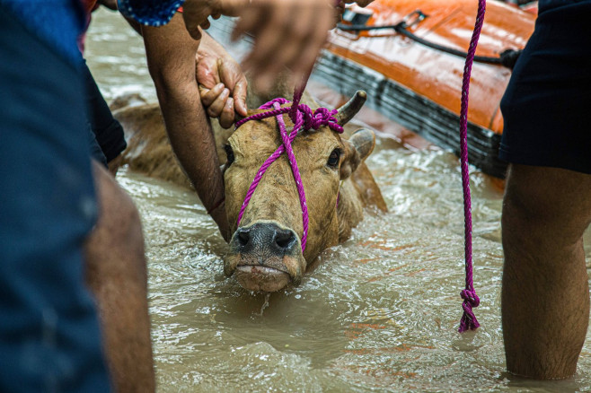 Flood in New Delhi, India Finding Safety in Adversity: A terrified cow seeks refuge following its heroic rescue from the