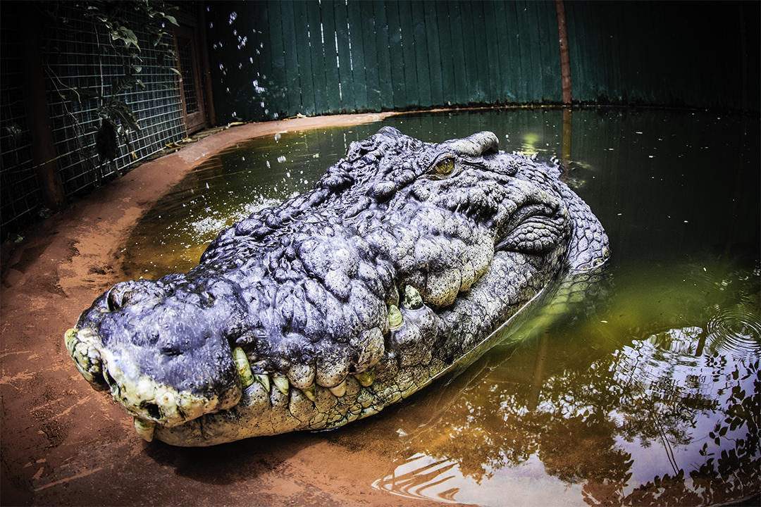 Cassius, cel mai mare crocodil aflat în captivitate, ar putea fi chiar mai mare decât se știa