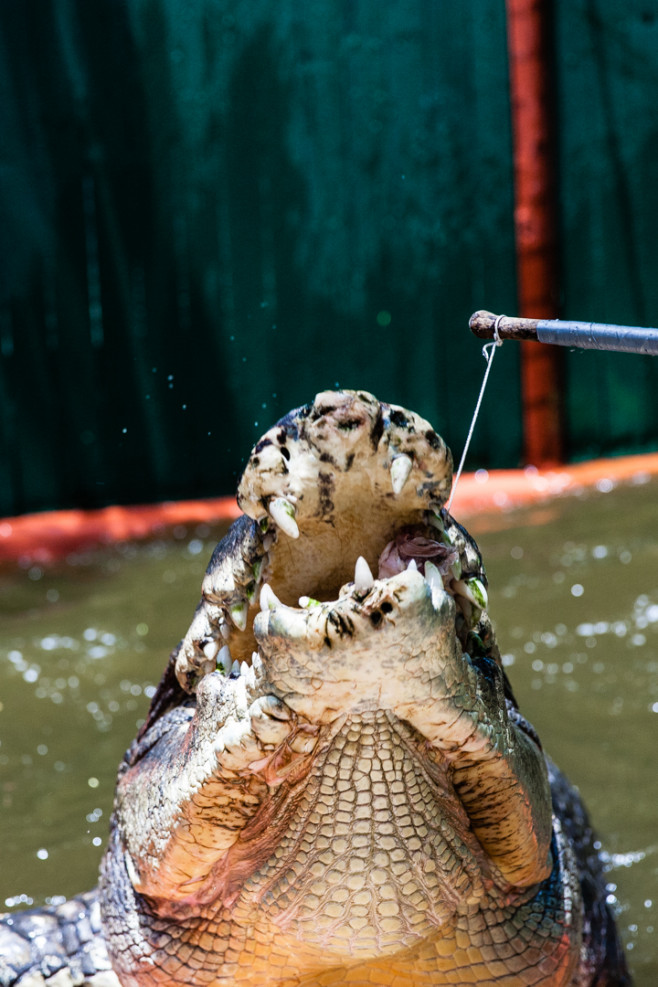 Real Life Crocodile Dundee