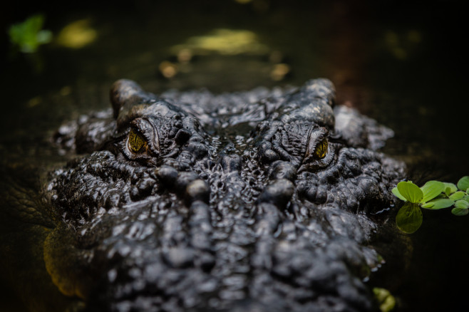 Real Life Crocodile Dundee