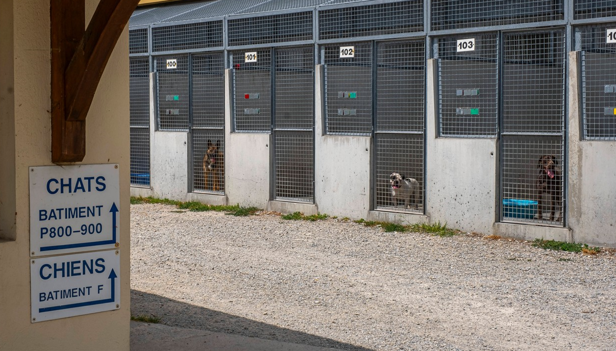 Francezii își abandonează pe stradă animalele de companie, înaintea sau în timpul vacanțelor. Adăposturile trag un semnal de alarmă