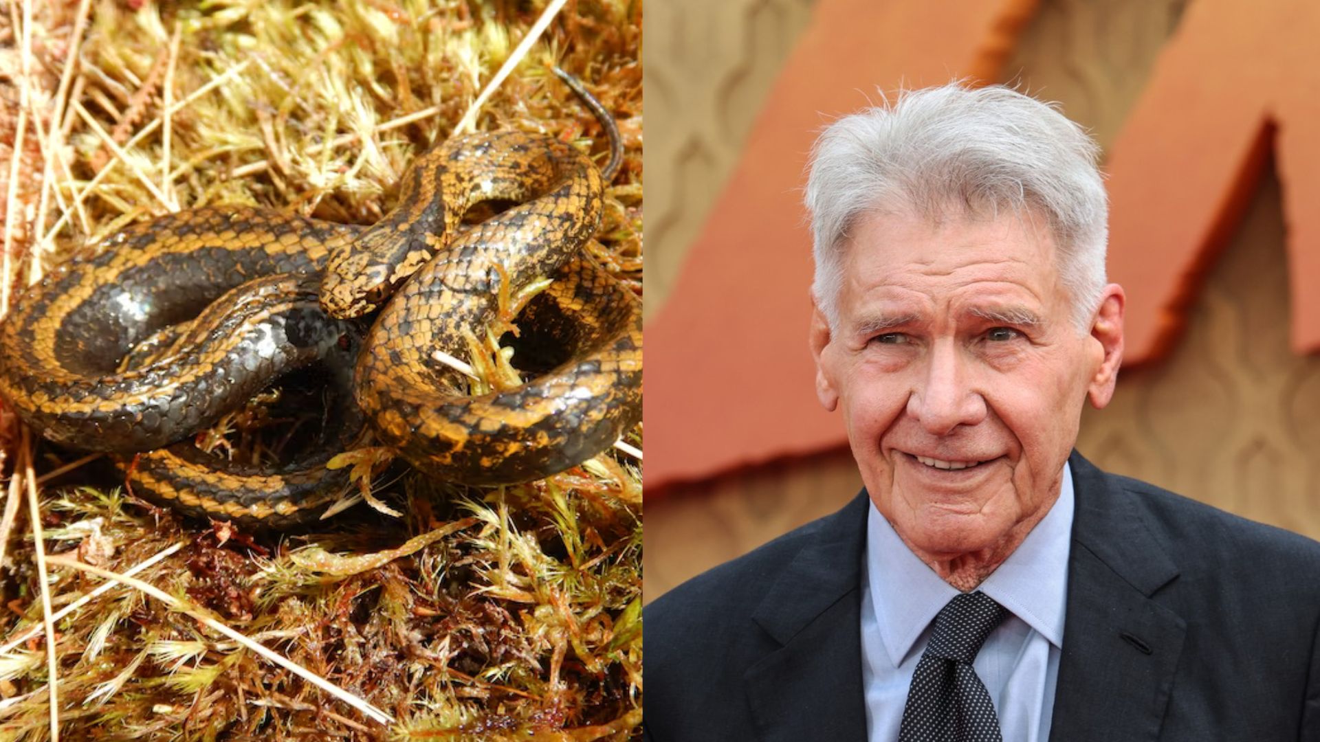 Șarpele Harrison Ford. Care este motivul pentru care o nouă specie de reptilă, descoperită în Peru, îi poartă numele actorului