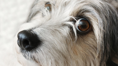 Un nou târg de adopţii pentru câini va avea sâmbătă, 26 august, în Parcul Circului, lângă Circul Metropolitan București