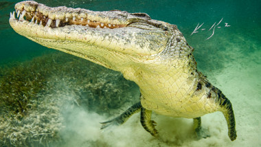 Underwater view of American Crocodile