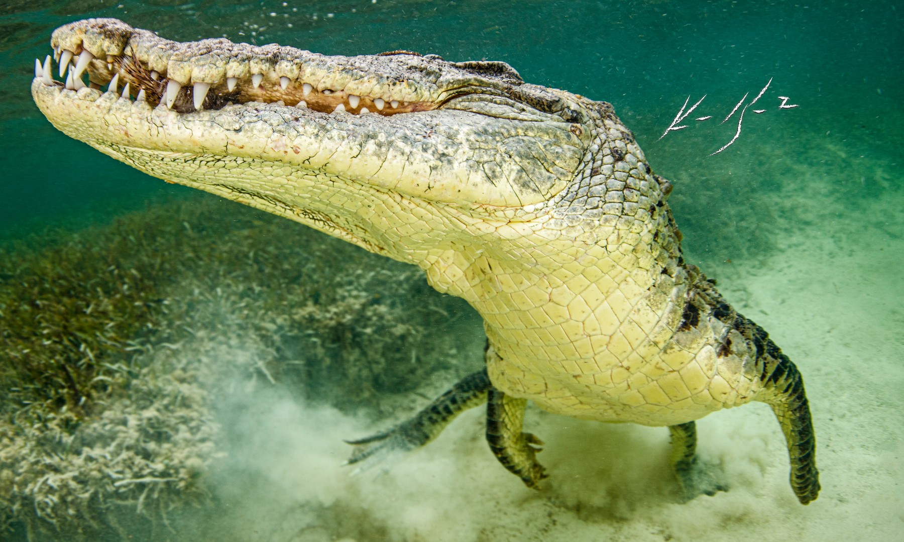 Crocodilii pot simți suferința în ţipetele puilor de maimuţă sau în plânsul bebeluşilor. Explicația cercetătorilor