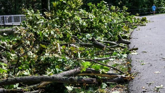 Erfurt, Germany. 16th Aug, 2023. Fallen trees and broken branches are seen in North Park after a storm. Credit: Jens Kalaene/dpa/Alamy Live News