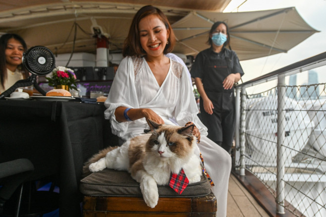 Stăpânii de pisici îşi pot duce animalele de companie pe croaziere luxoase, o ofertă turistică inedită în Singapore. Foto: Profimedia