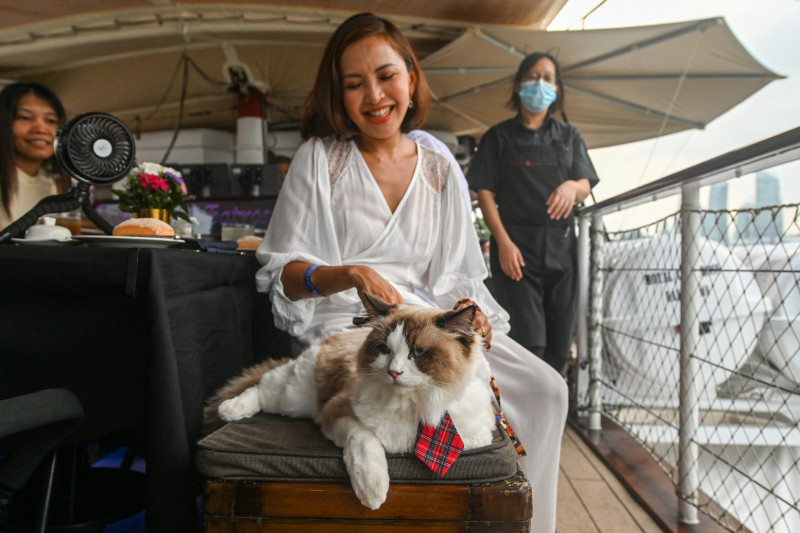 Stăpânii de pisici îşi pot duce animalele de companie pe croaziere luxoase, o ofertă turistică inedită în Singapore. Foto: Profimedia