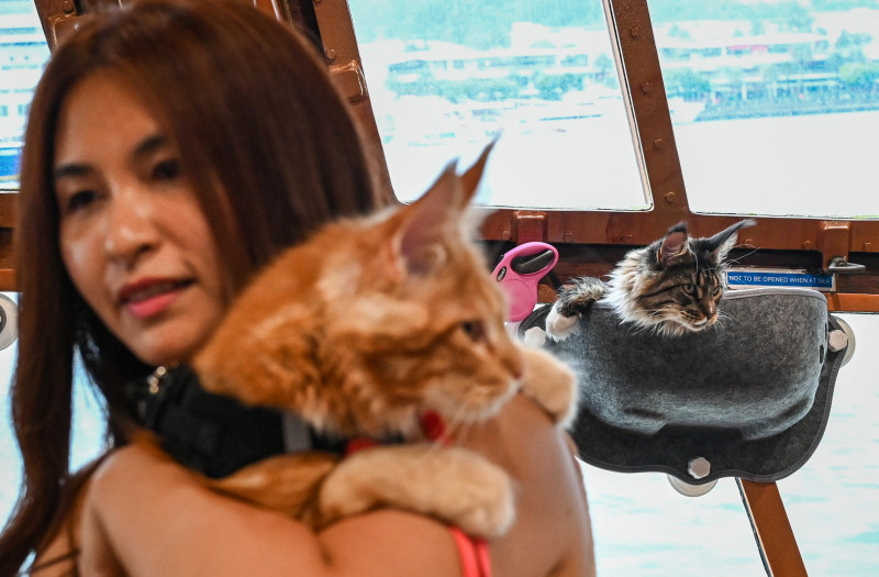 Stăpânii de pisici îşi pot duce animalele de companie pe croaziere luxoase, o ofertă turistică inedită în Singapore. Foto: Profimedia