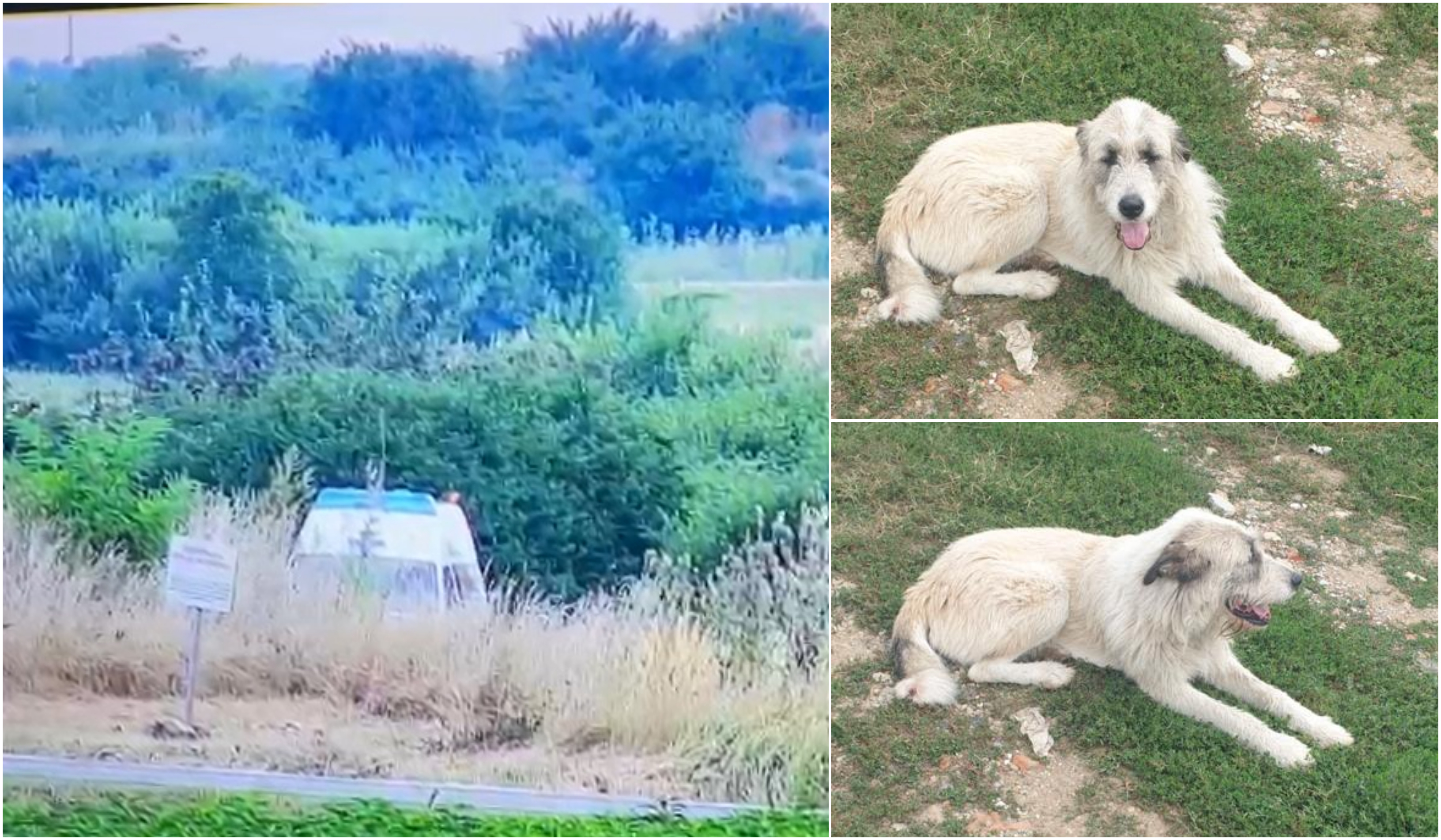 Medic veterinar din Timiș, filmat când abandonează un câine pe câmp. Amendat de poliție, veterinarul se apără