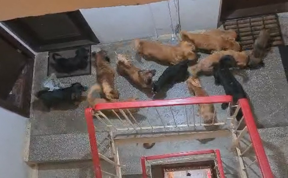 Locatari terorizați de o vecină care crește 20 de câini în apartament. Instanța le-a dat dreptate, dar degeaba