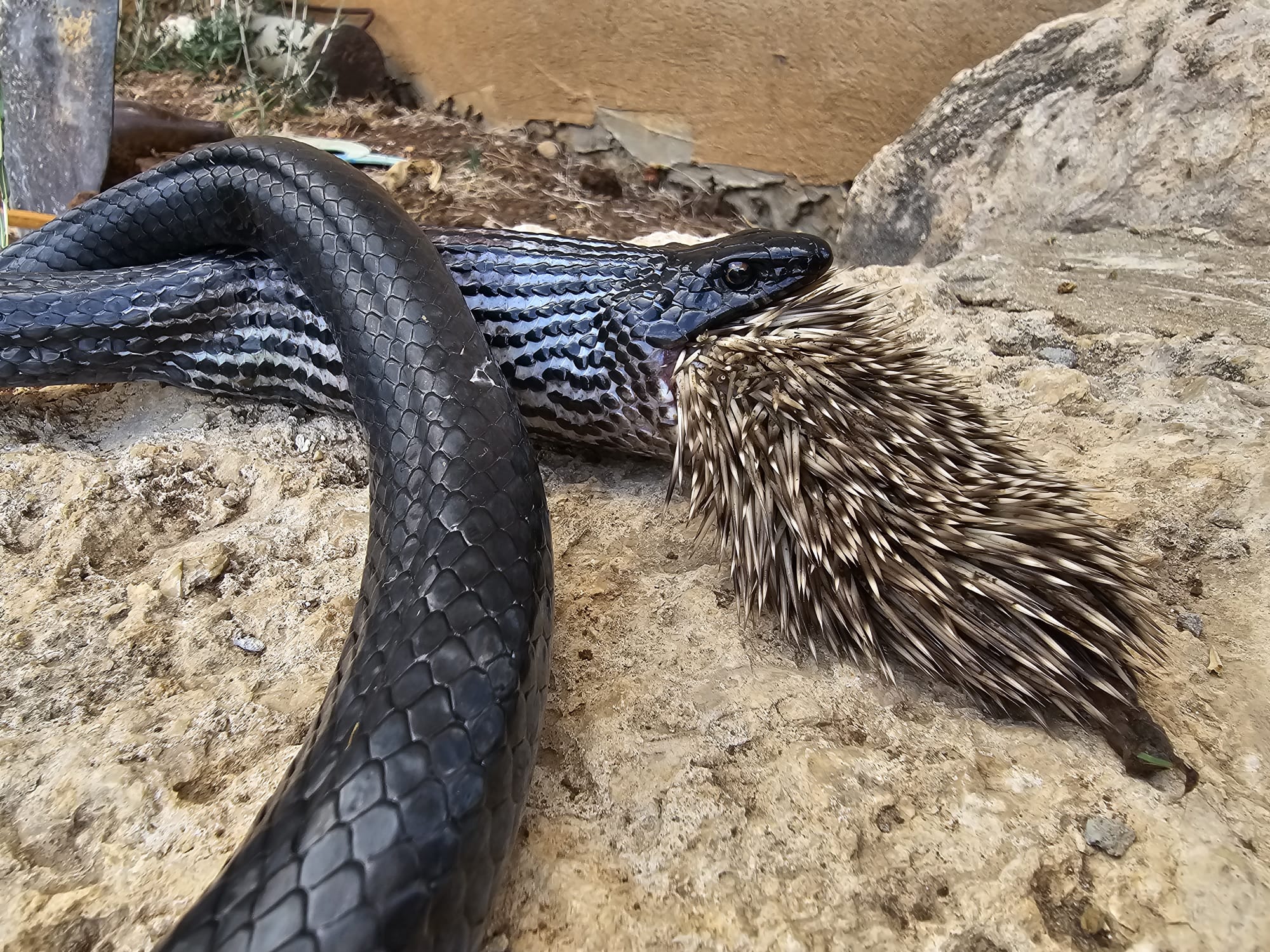 Un șarpe de mari dimensiuni a murit după ce a încercat să mănânce un porc spinos