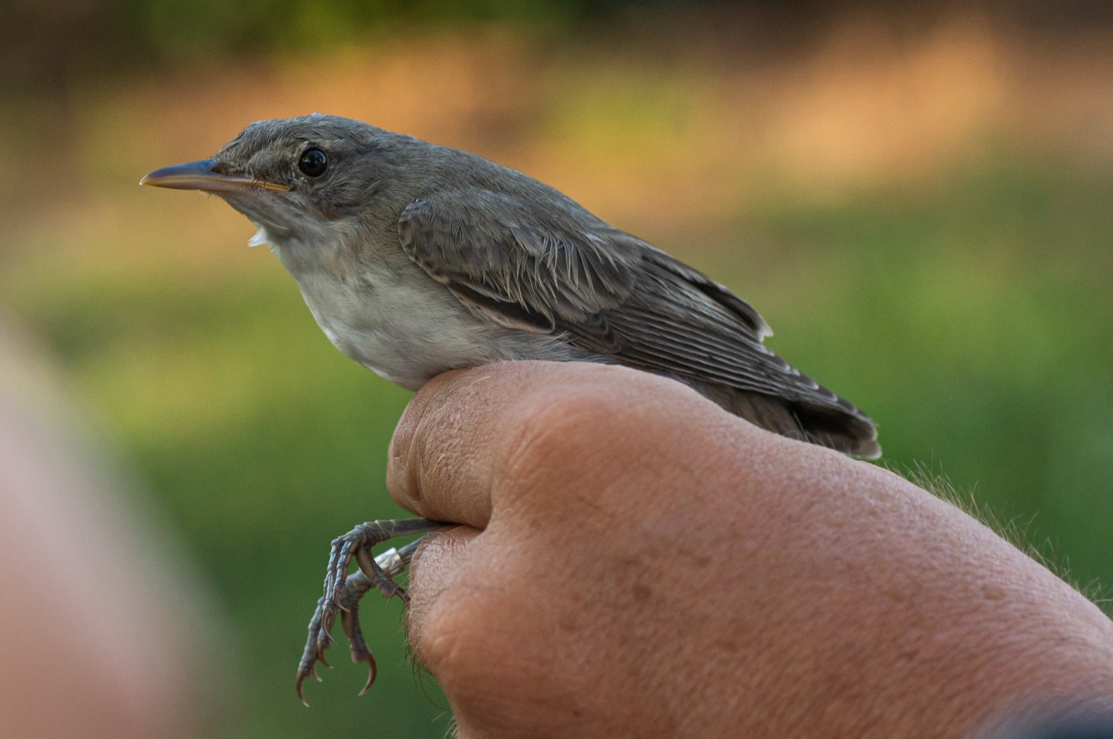 Fauna României s-a îmbogățit: o nouă specie de pasăre a fost identificată la Agigea, într-o arie naturală protejată