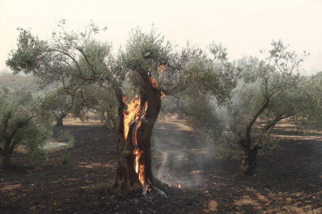 Griechenland - Region Evros, Zerstörung durch das Feuer in Alexandroupolis. Momentaufnahme am Dienstag, 22. August 2023.