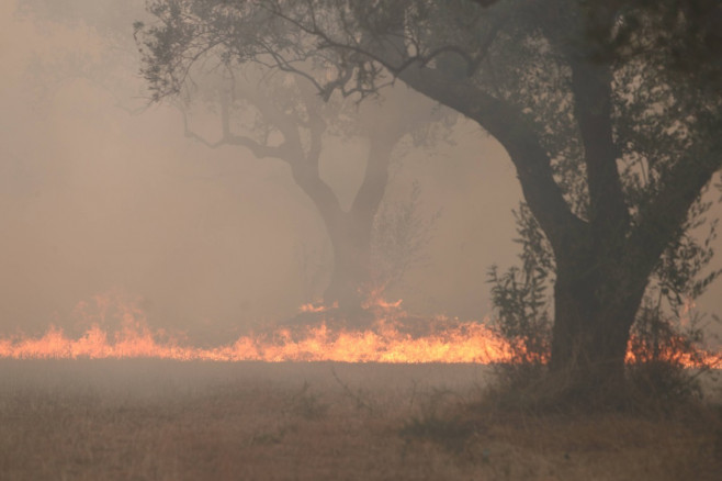 incendii in grecia