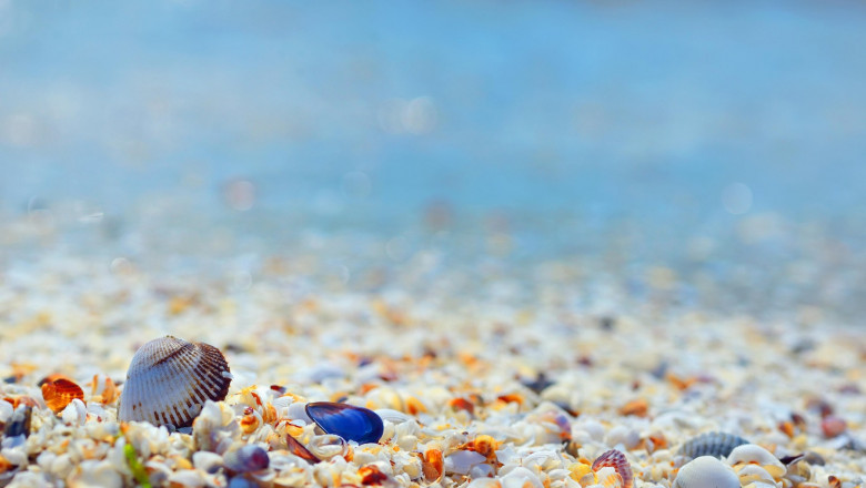 Shells and sand on Black Sea beach
