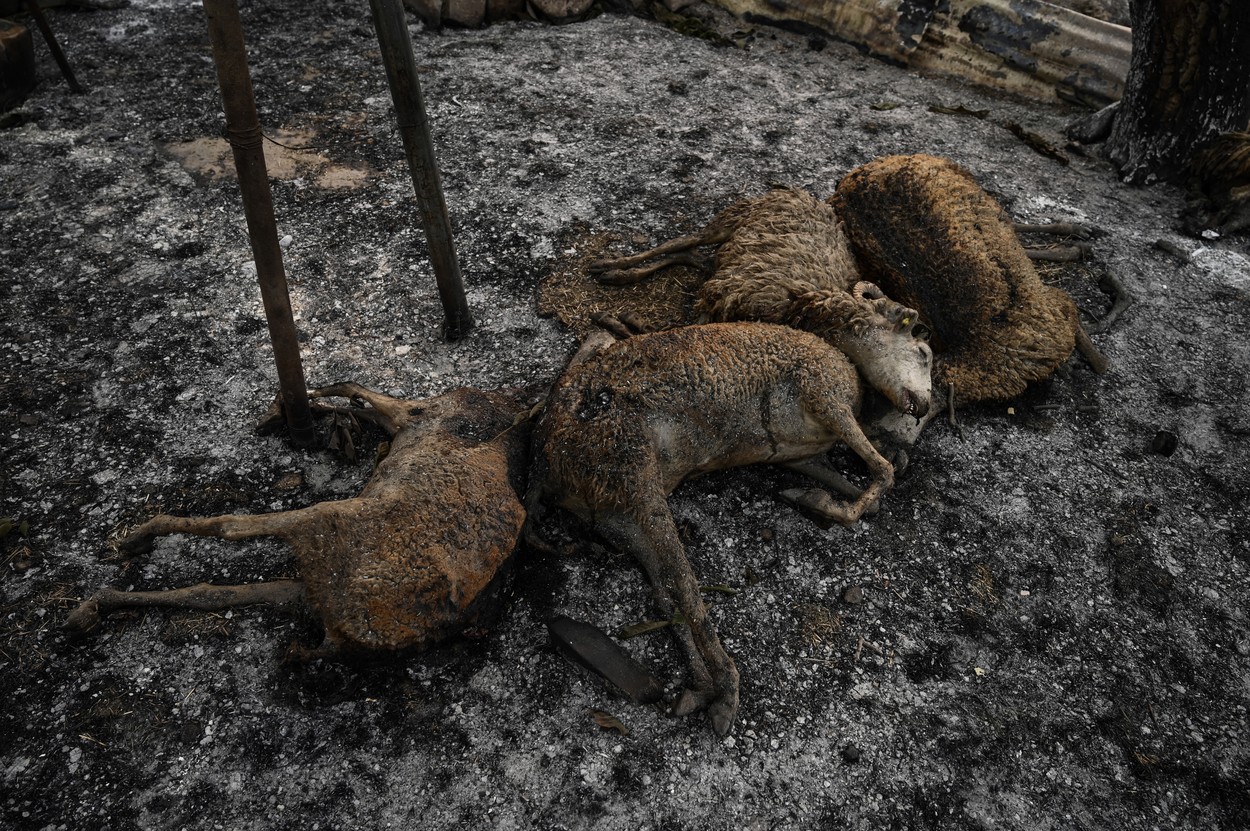 Incendiile din nordul Greciei au produs cel mai mare dezastru din UE. Pădurile mistuite de flăcări nu vor mai putea fi refăcute
