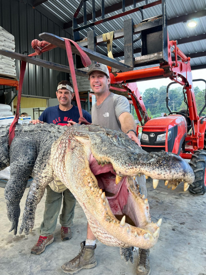 Record-breaking giant alligator weighing over 800 pounds and more than 14 feet long killed by hunters