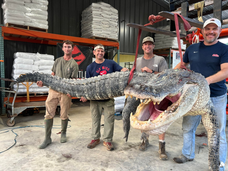 Record-breaking giant alligator weighing over 800 pounds and more than 14 feet long killed by hunters