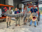 Record-breaking giant alligator weighing over 800 pounds and more than 14 feet long killed by hunters