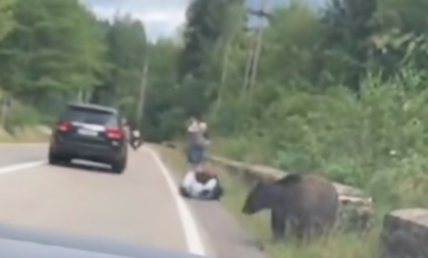 Momentul în care un turist vrea să îi dea mâncare unui urs din mână, dar este trântit la pământ. Imagini filmate pe Transfăgărășan