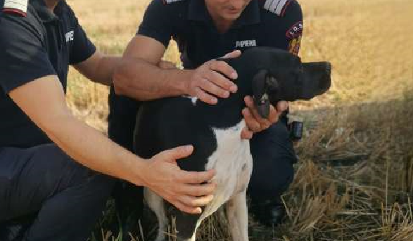 O căţeluşă a fost salvată de pompieri dintr-o fântână adâncă de 12 metri. Modul inedit în care a fost extrasă
