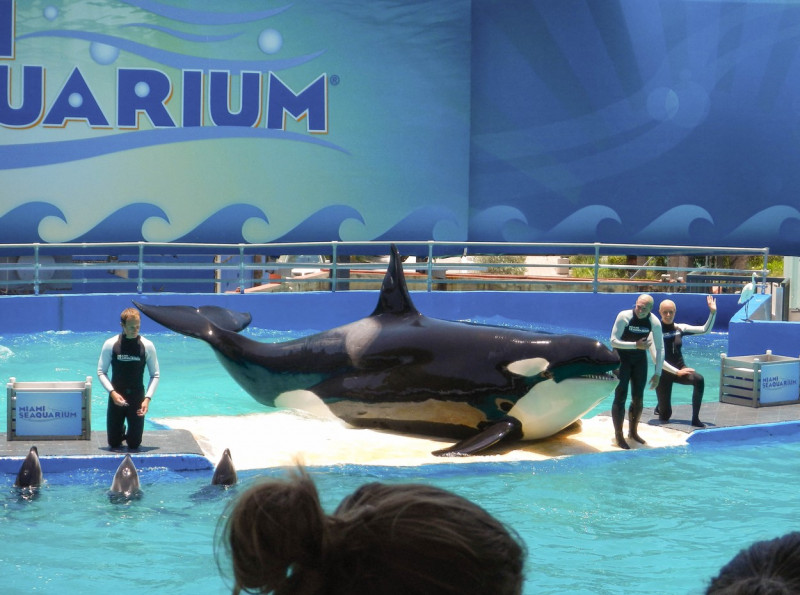 Lolita the Orca to be freed after 53 years in captivity in Seaquarium - Miami