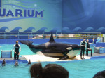 Lolita the Orca to be freed after 53 years in captivity in Seaquarium - Miami