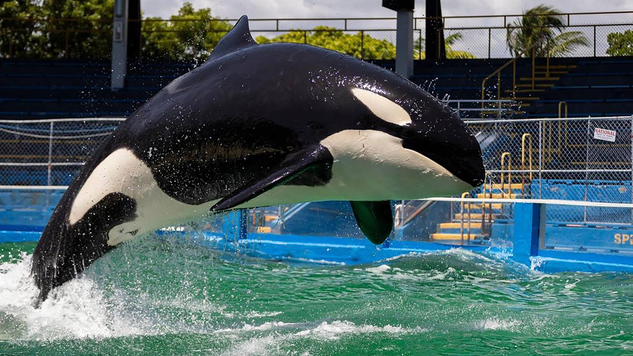 Orca Lolita a murit după 50 de ani de captivitate, chiar înainte de a fi eliberată în ocean