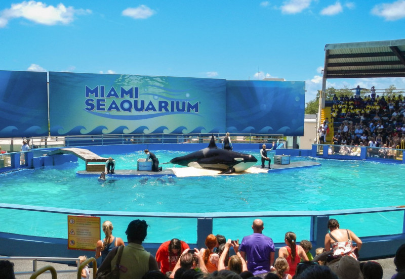 Lolita the Orca to be freed after 53 years in captivity in Seaquarium - Miami