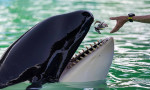 Tokitae the Killer WhaleDead at Miami Seaquarium