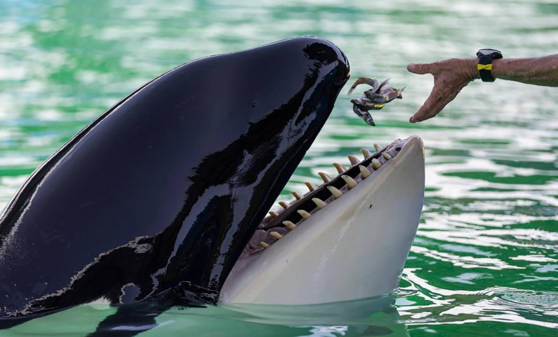 Tokitae the Killer WhaleDead at Miami Seaquarium