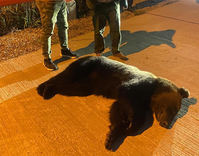 Ursul Rambo căutat de o lună în Ploieşti a fost prins și relocat. Primăria: Pe toată durata intervenţiei, ursul nu a avut de suferit