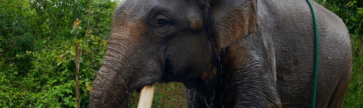 Sumatra, pericolul extincției