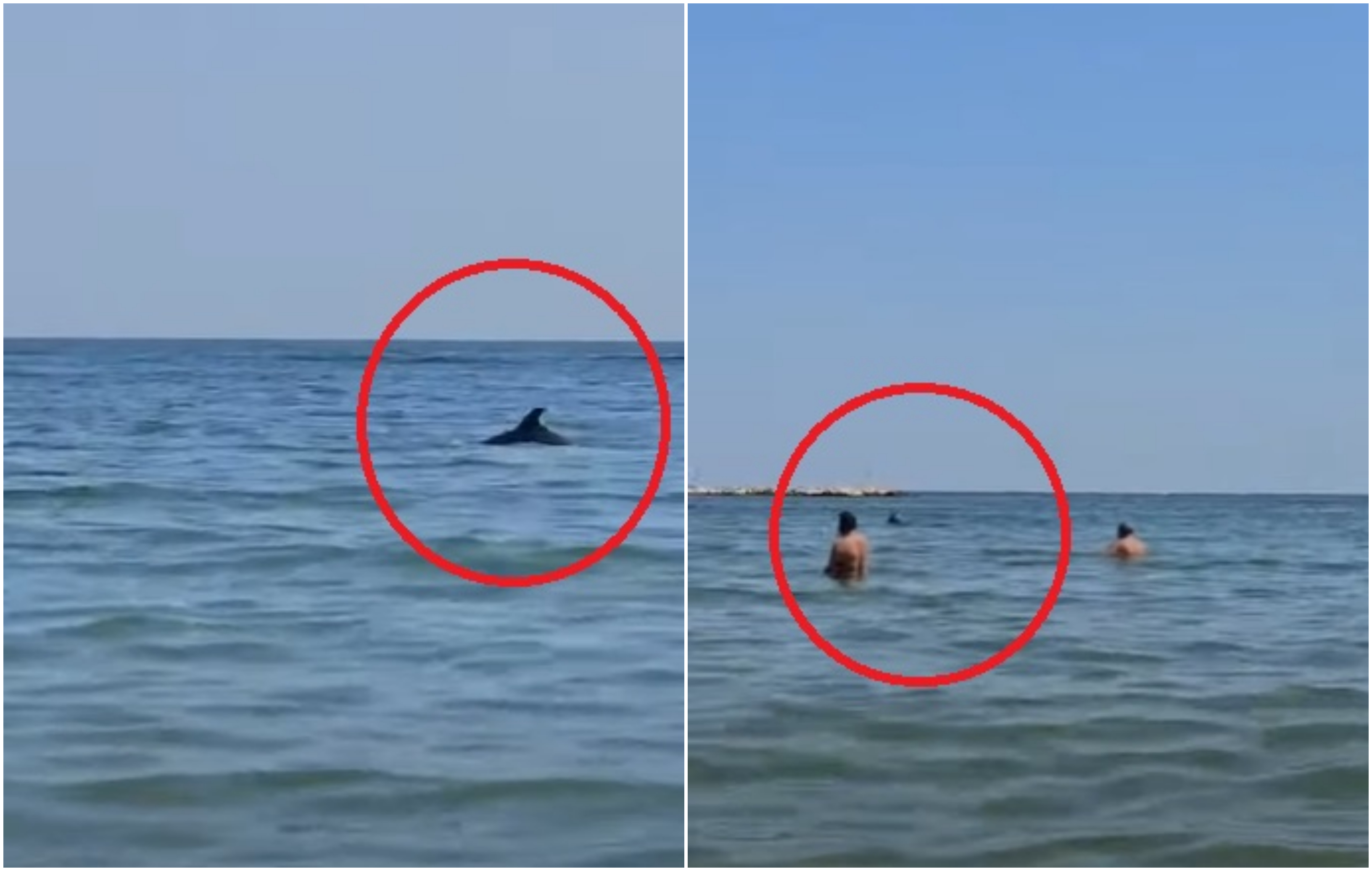 Surpriză pe mare pentru turiștii din Mamaia. Mai mulți delfini au făcut spectacol, foarte aproape de mal