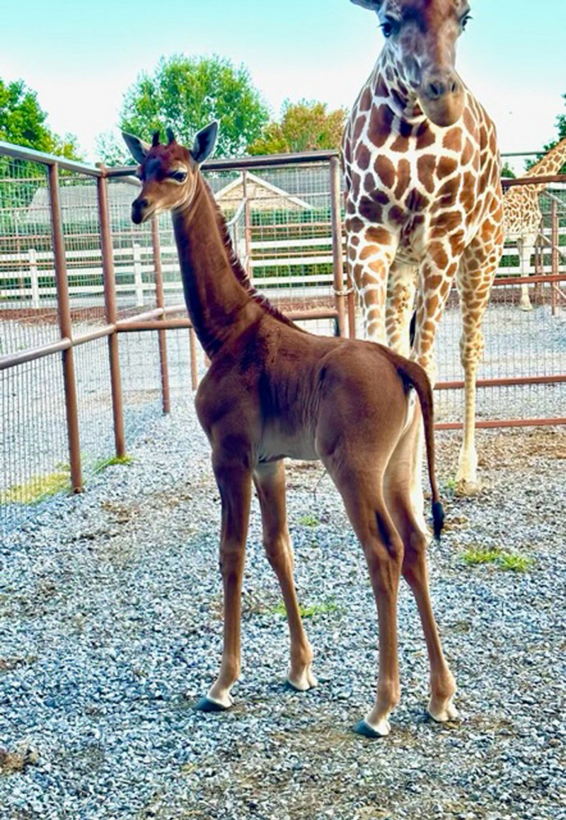 “World’s rarest giraffe” born without spots at US zoo