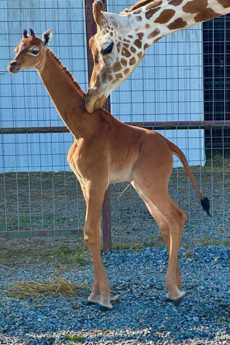 “World’s rarest giraffe” born without spots at US zoo