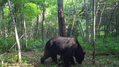 brown bear believed to be "OSO18" in hokkaido, japan
