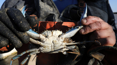 un crab albastru ținut în mâini de un pescar gross-plan