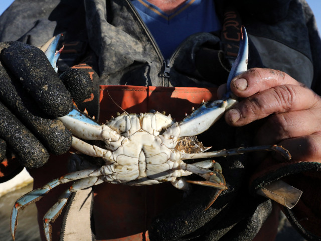 Una specie di granchio minaccia l’economia italiana.  L’invasione dei crostacei predatori devasta il delta del Po