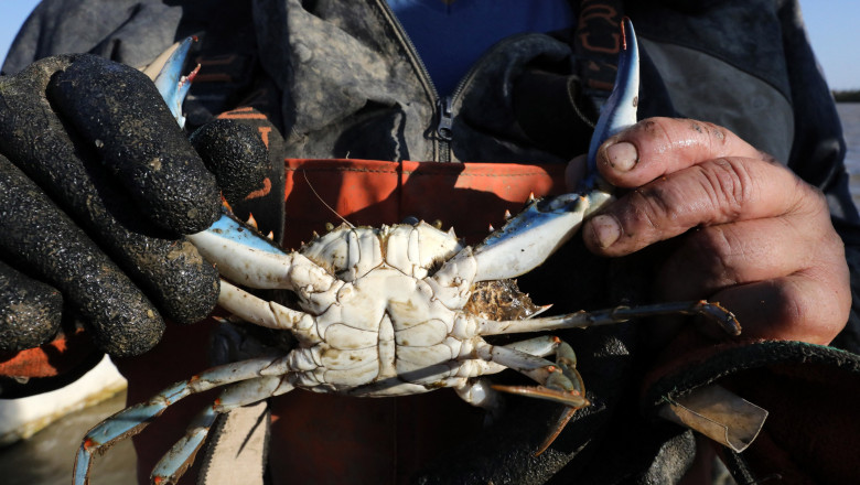 un crab albastru ținut în mâini de un pescar gross-plan