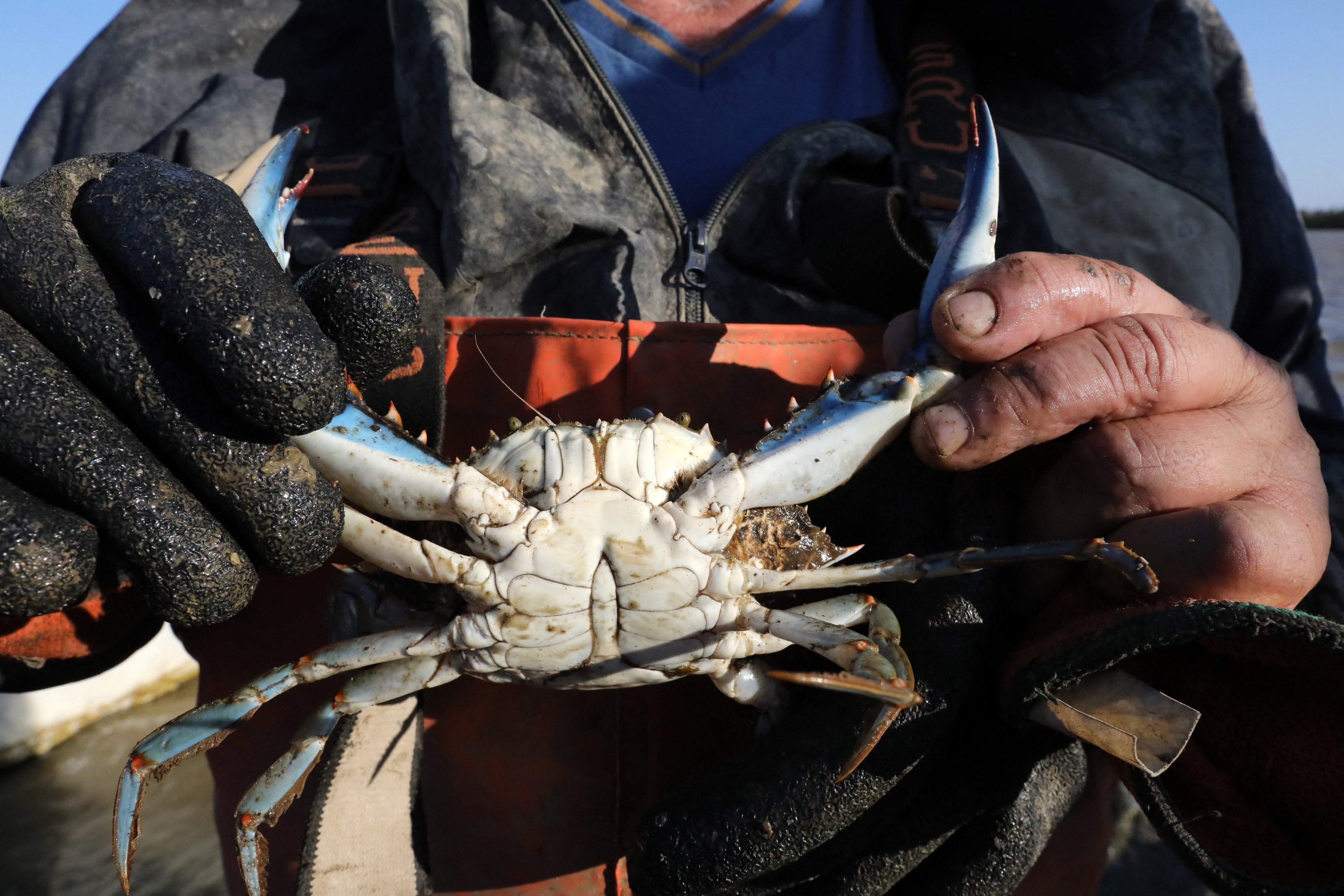 O specie de crab amenință economia Italiei. Invazia de crustacee prădătoare devastează Delta Po