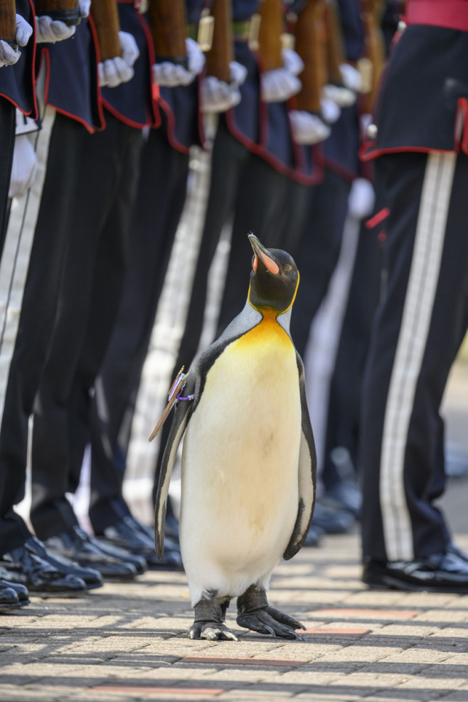 Pinguinul Sir Nils Olav, mascota Gărzii Regale Norvegiene